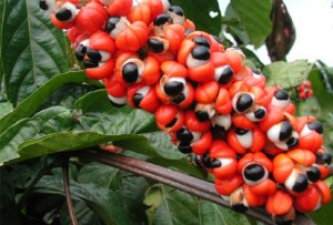 guarana1