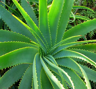 Aloe Vera, un remedio natural contra el dolor de cabeza