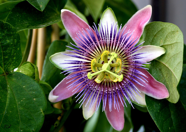 Pasiflora, una planta para la salud