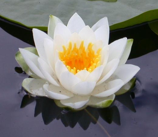 Flor de loto para reactivar el colágeno