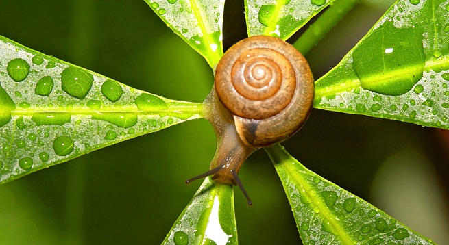 Baba de caracol contra el acné y las manchas de la piel