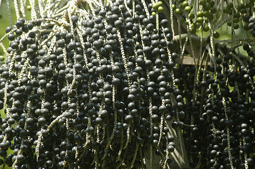 Todo sobre la bayas de Açai