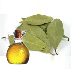 Cómo utilizar el aceite de laurel